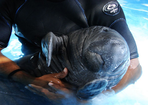 Sea cows were pushed to the brink of extinction